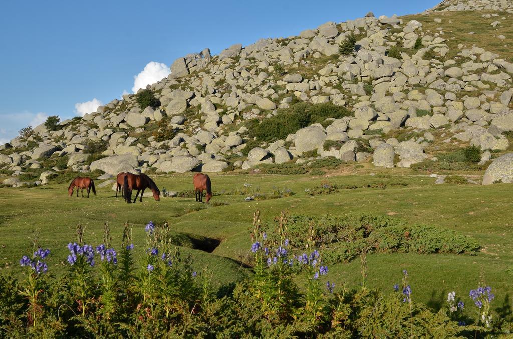 Gite Du Chalet Pietri Olivese Kültér fotó